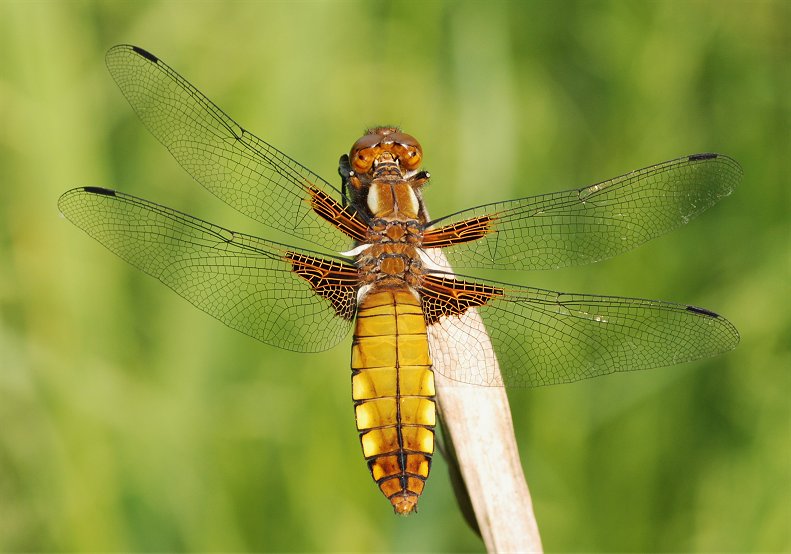 Libellula depressa (Odonata, Libellulidae)